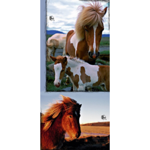 BUFF - Hestar - Icelandic Horses